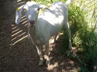 عنزة, Nubian Goat — الصورة 7