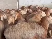 मेढ़ा, भेड़ — फ़ोटो 3