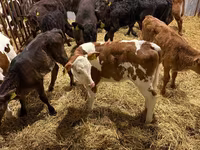 بقرة, Simmental cattle — الصورة 1