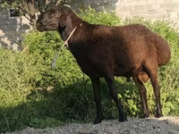 公羊, Hissar sheep — 照片 2