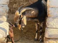 公山羊, Nubian Goat — 照片 3