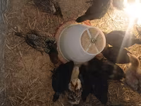 Turkeys — foto 2