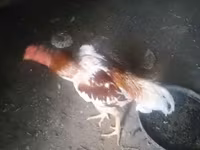 Chickens — foto 6