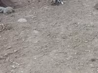 Chickens — Foto 8