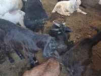 Cabra, Cabras — foto 4