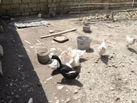 Ducks — Foto 1