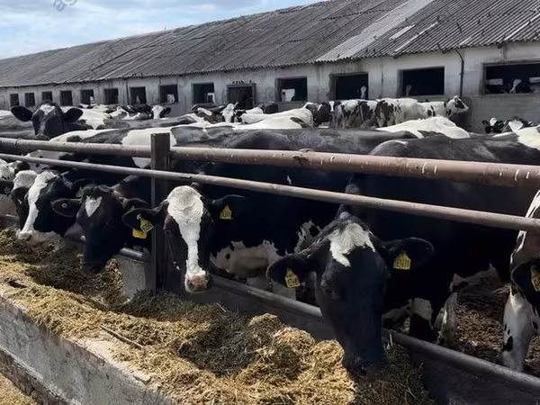 Kuh, Holstein-Rasse