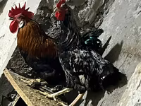 Chickens — Foto 3