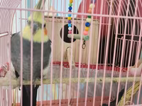 Nimfa (cockatiel) cütü və qəfəs dəsti - Növ: Nimfa (Nymphicus — 1-rasm