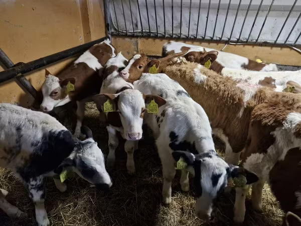 Bulle, Simmental cattle