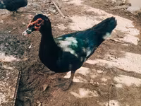 Ducks — الصورة 4