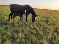 فرس, Kazakh horse — الصورة 2