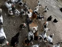 Chickens — 7-сурет