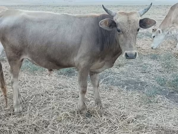 Bulle, Aserbaidschanisches Zebu