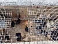Chickens — Foto 4