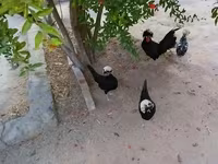 بوليش — الصورة 2