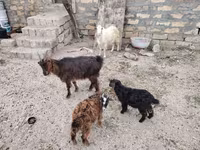 Echki, Echkilar — 6-rasm