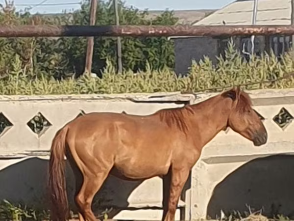 घोड़ा, Mugalzhar horse