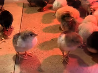 Chickens — फ़ोटो 2