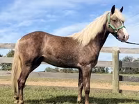 Hengst, Rocky Mountain Horse — Foto 2