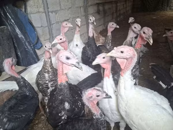 Turkeys