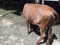 Vaca, Simmental cattle — foto 7