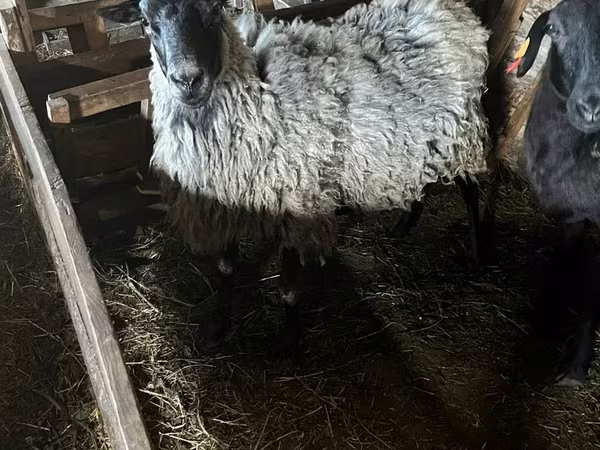 Schaf, Romanov sheep