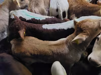 Бұқа, Simmental cattle — 3-сурет