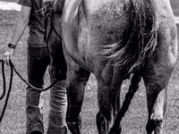 Aygʻir, Quarter Horse — 6-rasm
