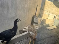 Chickens — foto 2