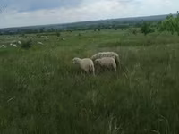 Widder, Merino sheep — Foto 7