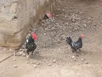 Chickens — Foto 3