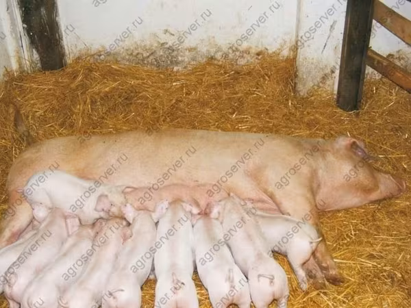Eber, Schweine — Russland