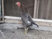 Chickens — 1-сурет