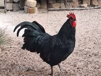 أوسترالورب — الصورة 1