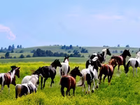 Stute, Kazakh horse — Foto 3
