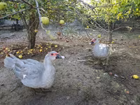 Ducks — Foto 6