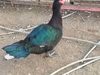Ducks — foto 5