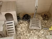 Taxta hamster evi və aksesuar dəsti / 2 balaca hamster (2 ayliq,hər — Foto 2