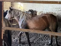母马, Horses — 照片 2