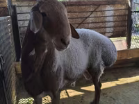 Қой, Arashan sheep — 1-сурет