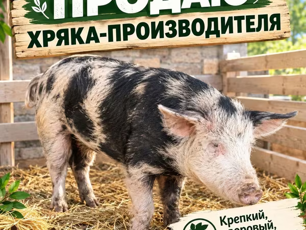 Eber, Schweine