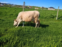 Vaca, Yak salvaje — foto 6
