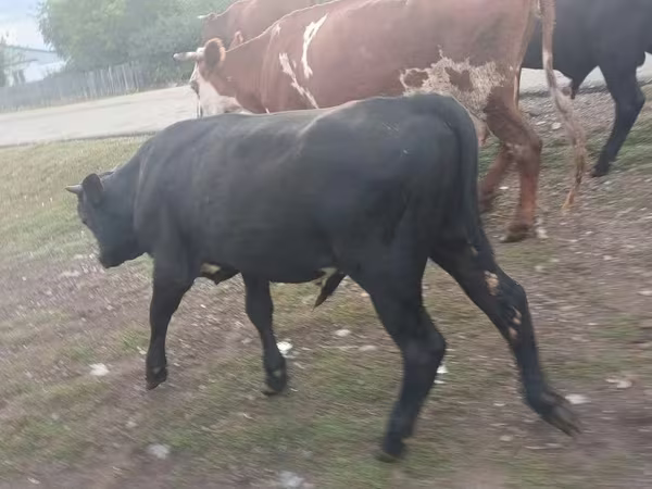 Bulle, Aberdeen-Angus
