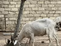 عنزة, Saanen goat — الصورة 1