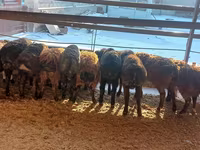 Ram, Sheep — photo 5