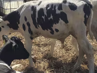 Bulle, Russian Black pied cattle — Foto 5