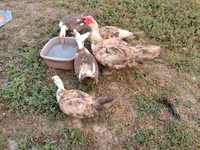 Ducks — foto 5