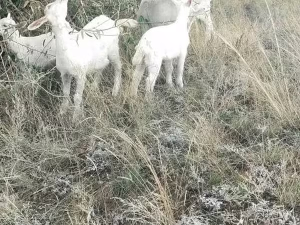 Dişi keçi, Alpine goat