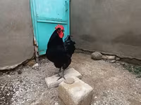 Chickens — photo 3